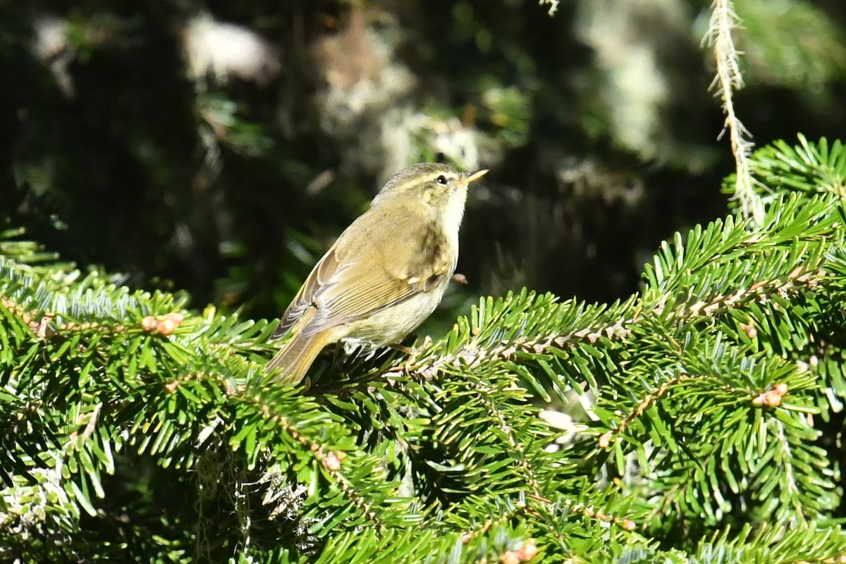 Greenish Warbler - ML646575194