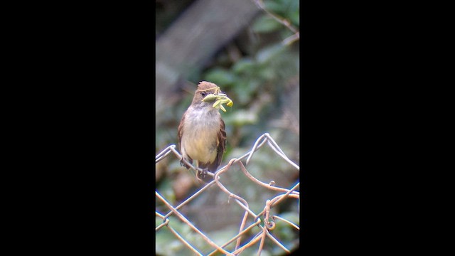 Swainson's Flycatcher - ML646575200