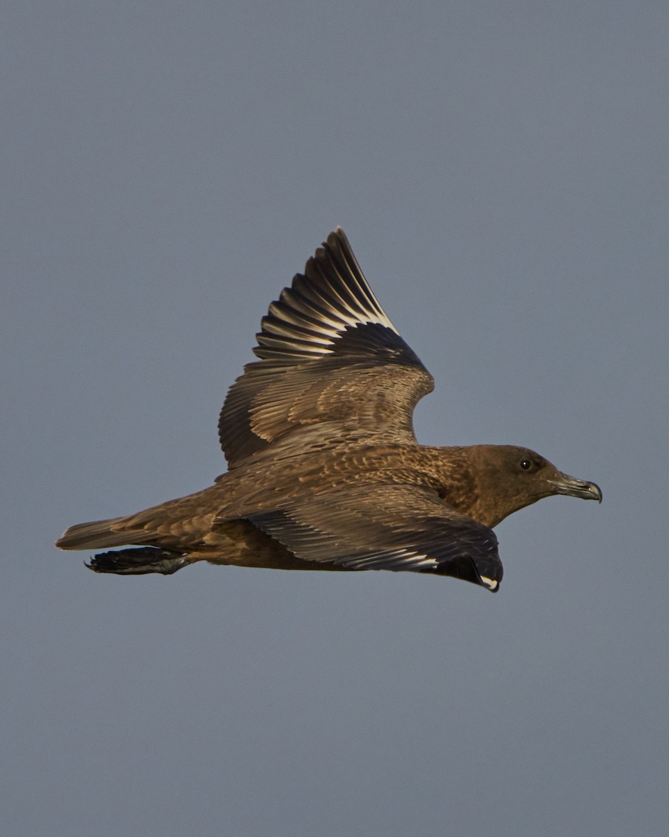 Great Skua - ML646575203
