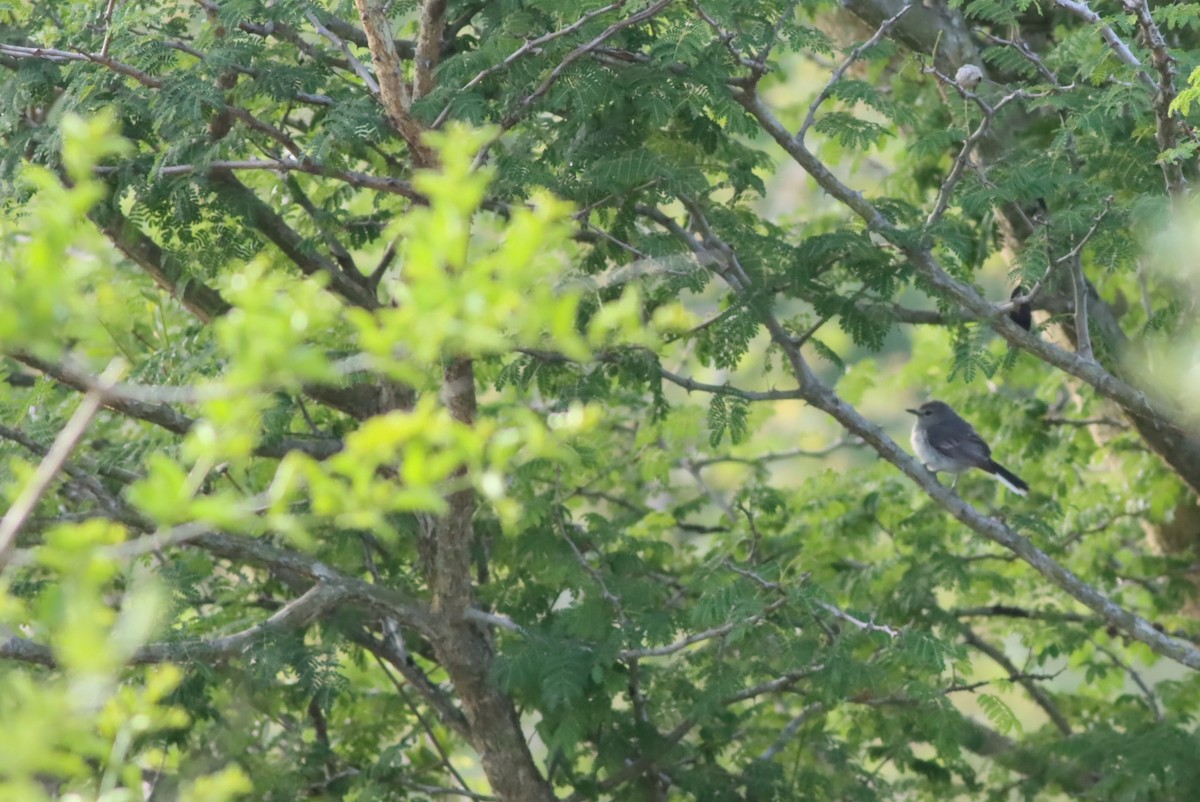 Gray Tit-Flycatcher - ML646575208