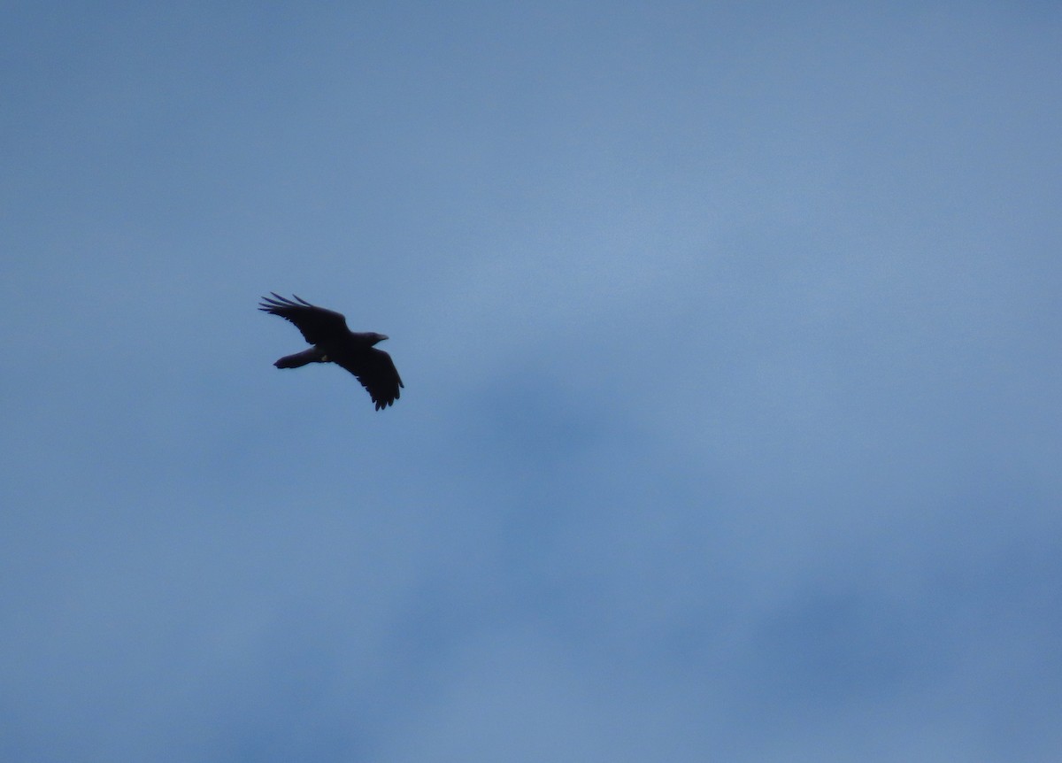 Erroi handia - ML646575209