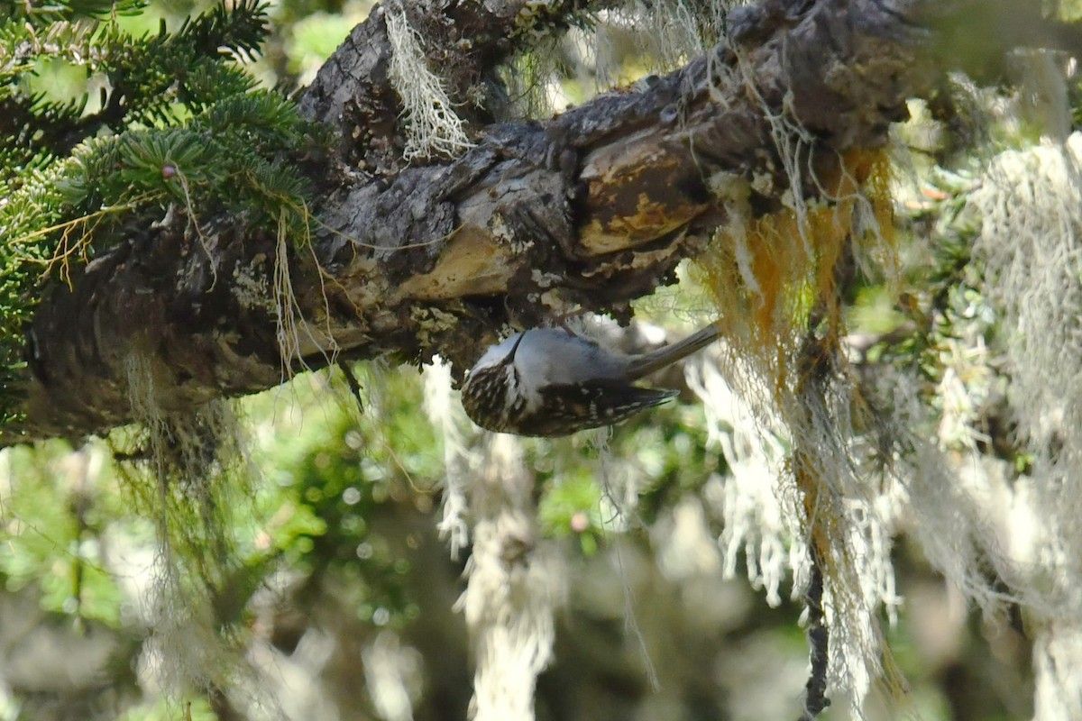 Hodgson's Treecreeper - ML646575210