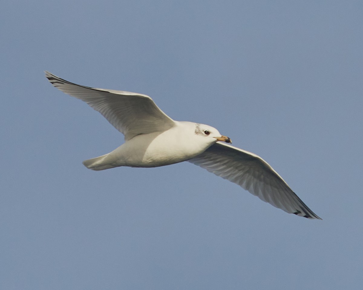 Mediterranean Gull - ML646575216