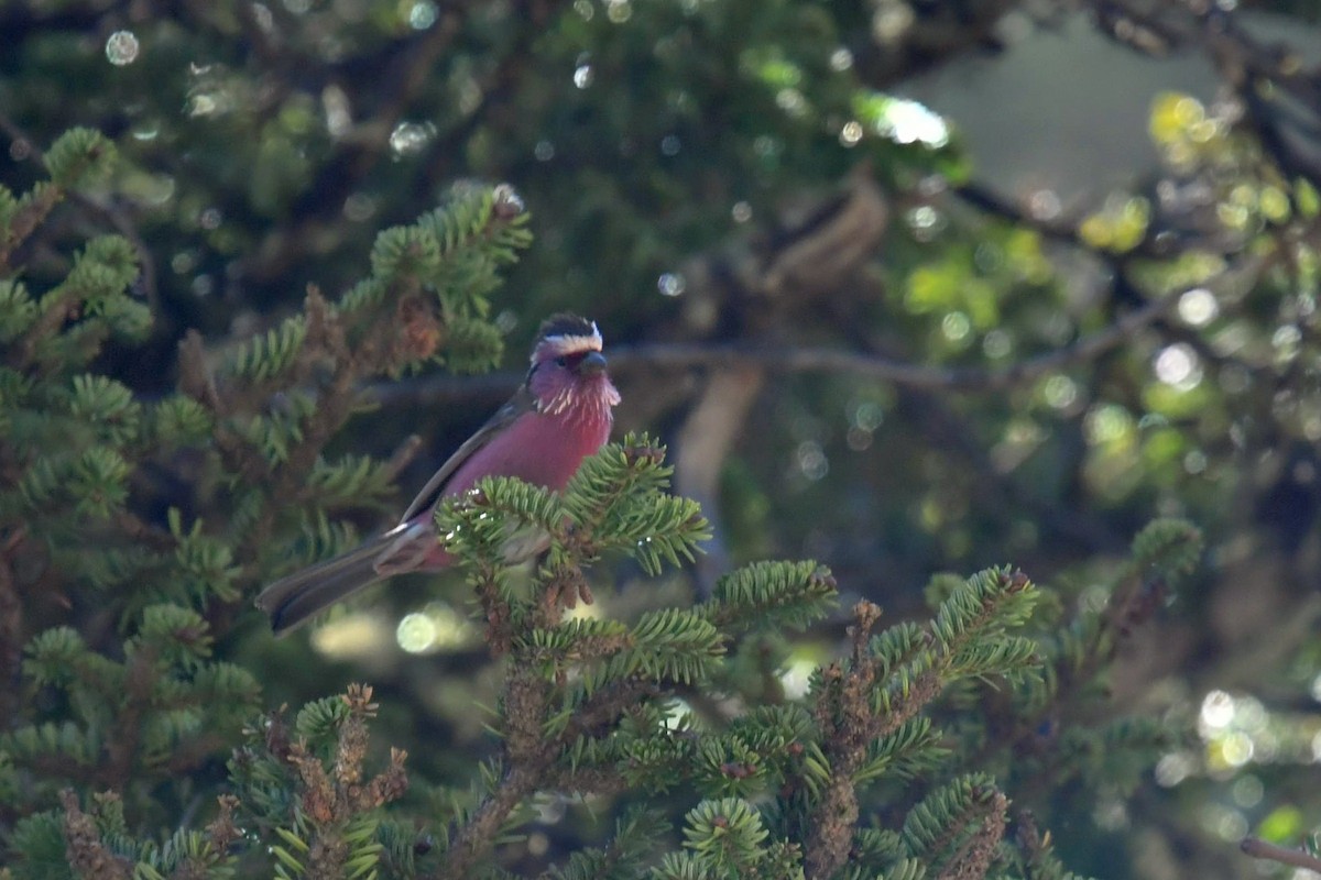 Chinese White-browed Rosefinch - ML646575218