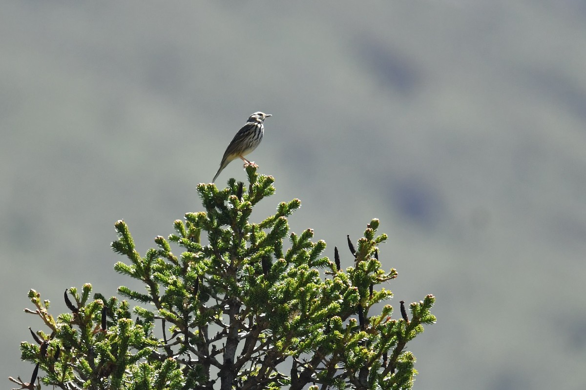 Olive-backed Pipit - ML646575222