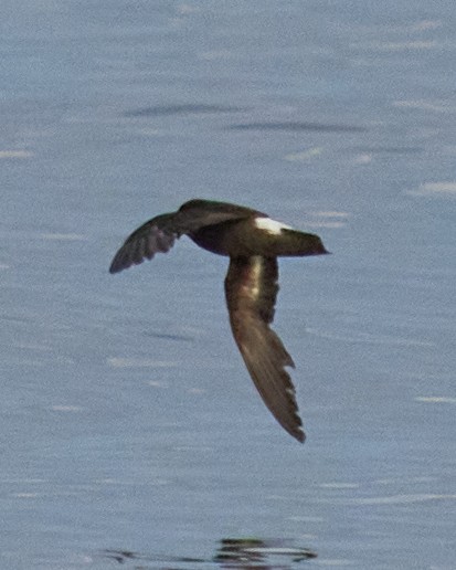 European Storm-Petrel - ML646575226