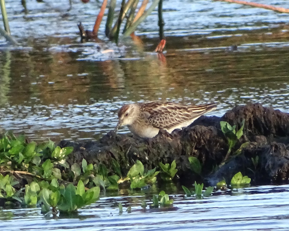 חופית חדת-זנב - ML646575227