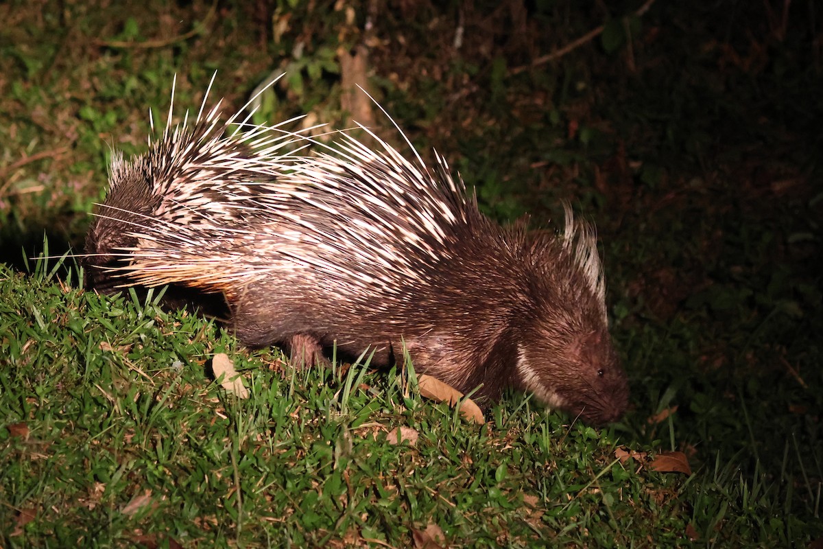 Crested Porcupines and Allies - ML646575232