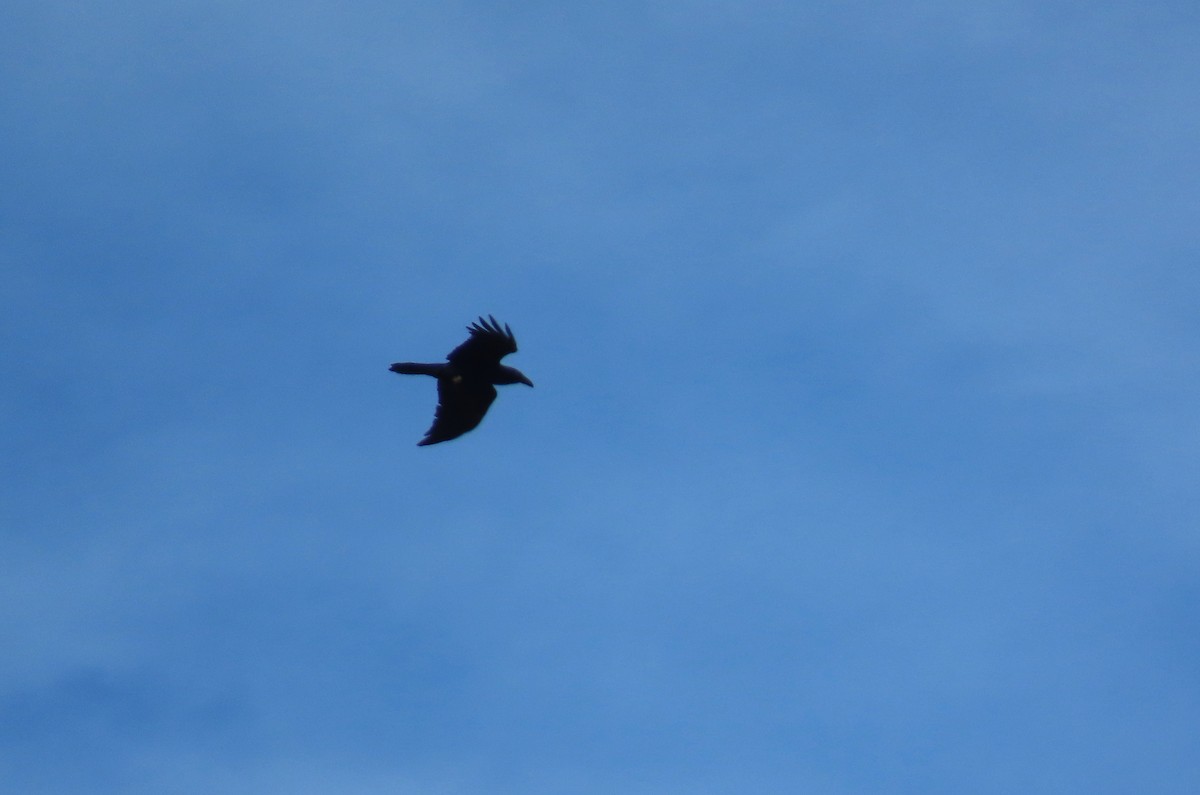 Erroi handia - ML646575234