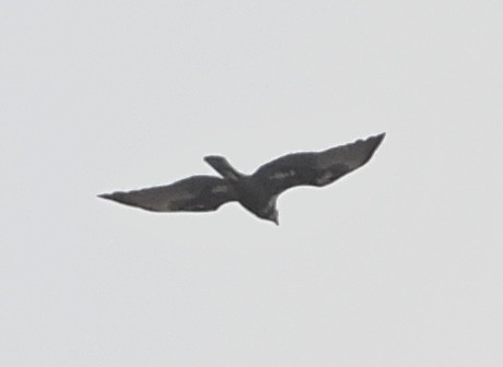 Eastern Marsh Harrier - ML646575241
