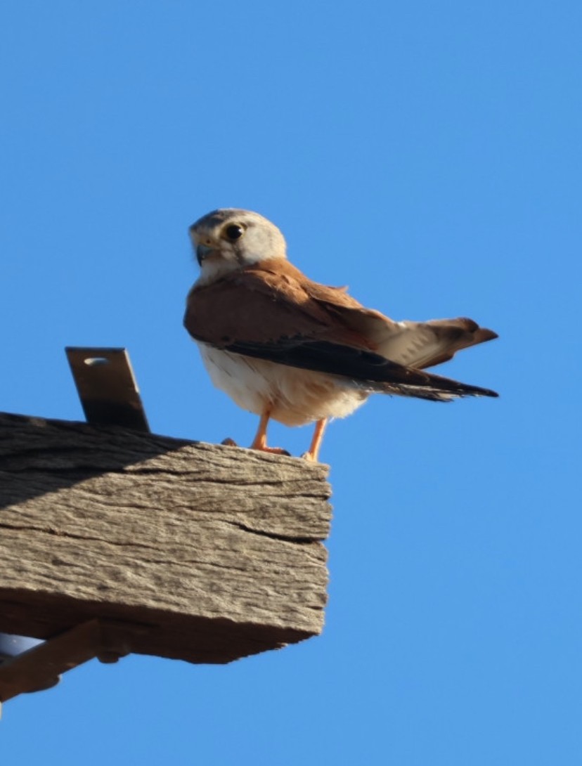 Nankeen Kestrel - ML646575242