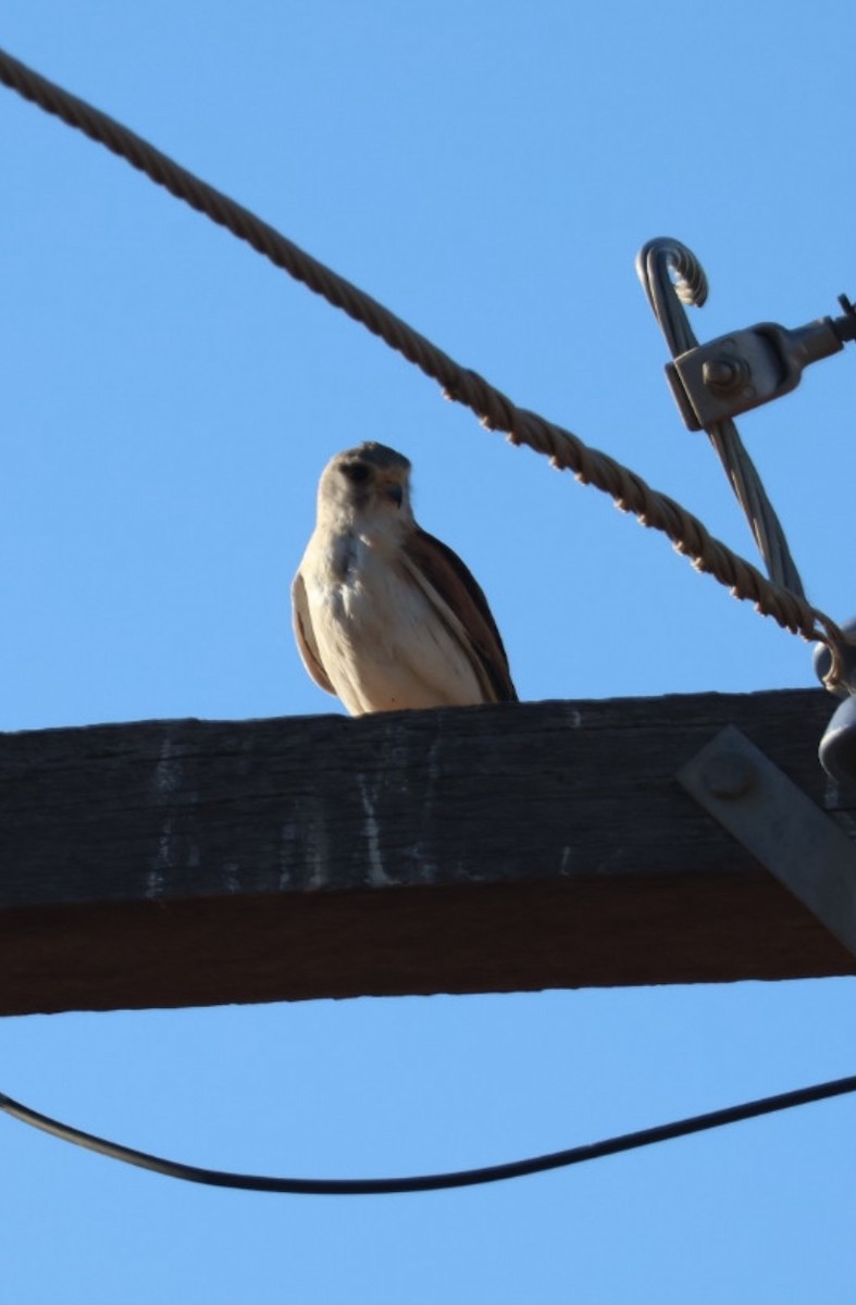 Nankeen Kestrel - ML646575243