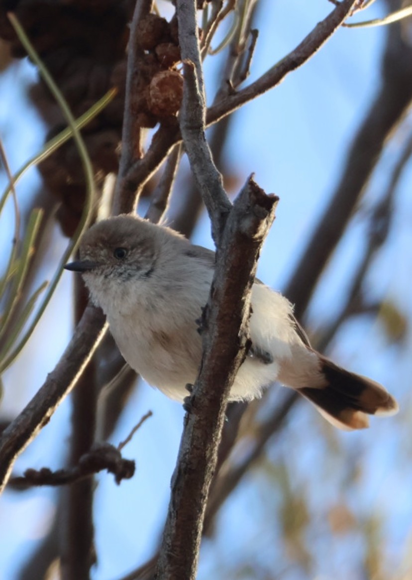 Chestnut-rumped Thornbill - ML646575246