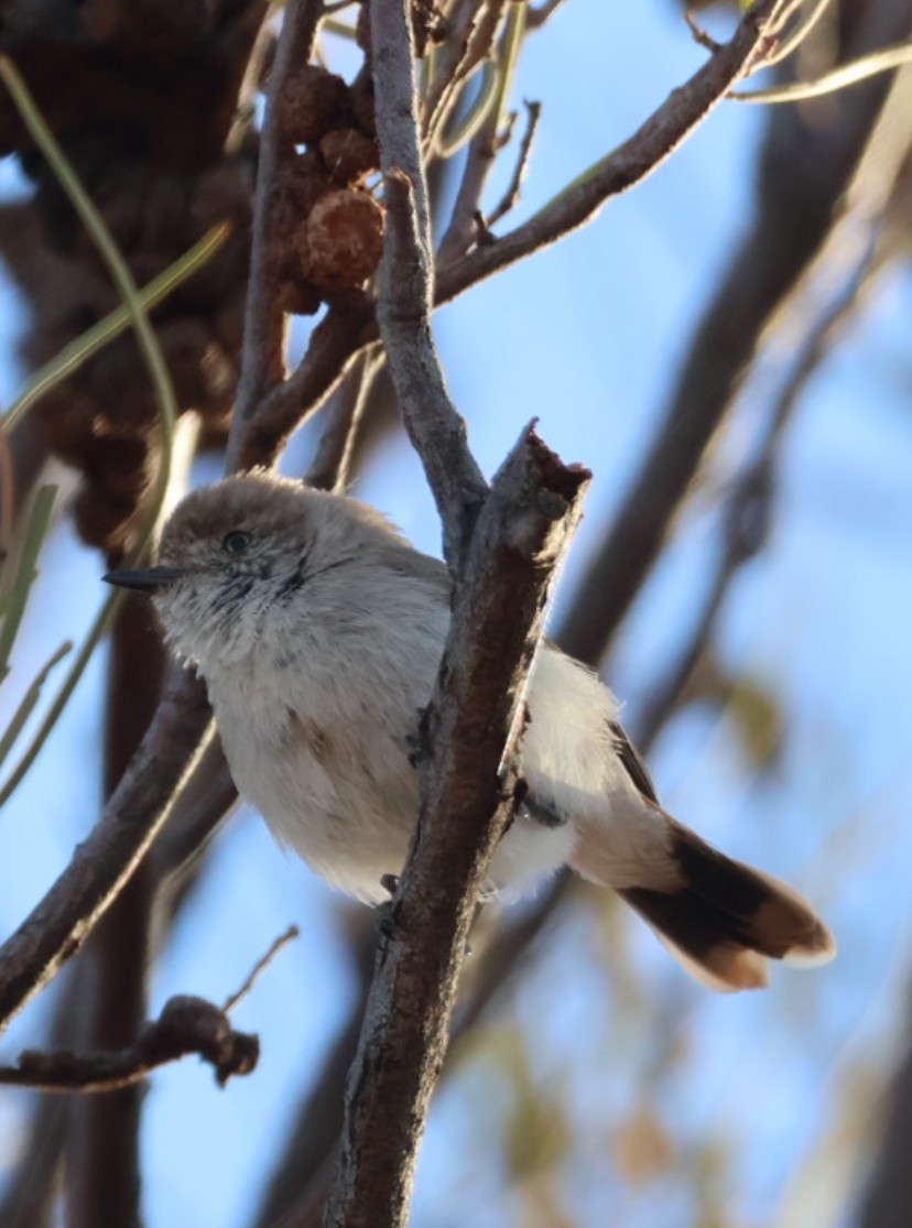 Chestnut-rumped Thornbill - ML646575247