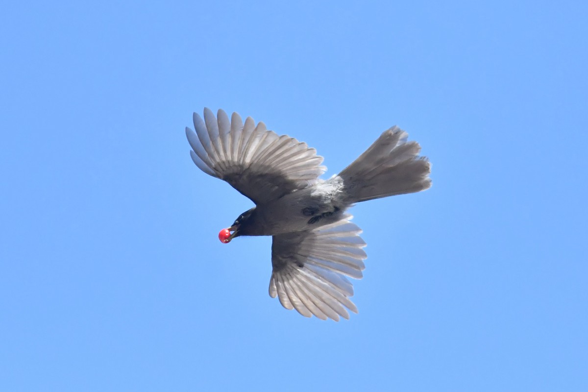 Sichuan Jay - ML646575248