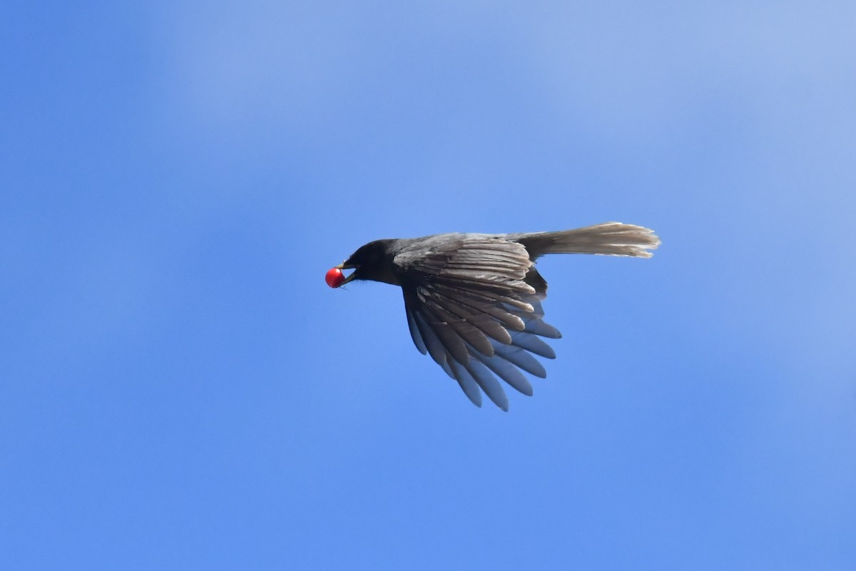 Sichuan Jay - ML646575249