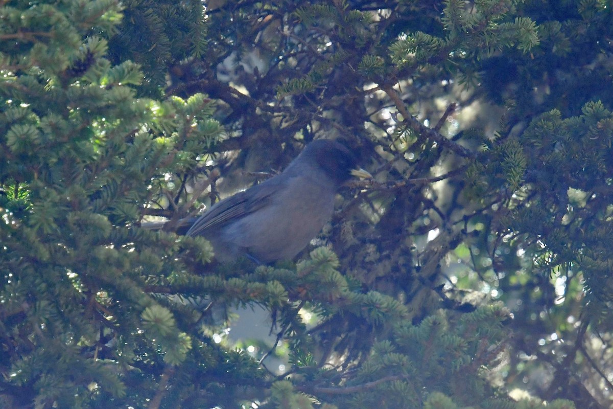 Sichuan Jay - ML646575250