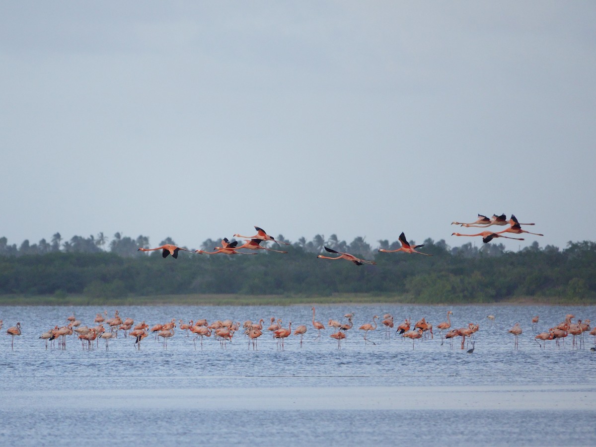 American Flamingo - ML646575253