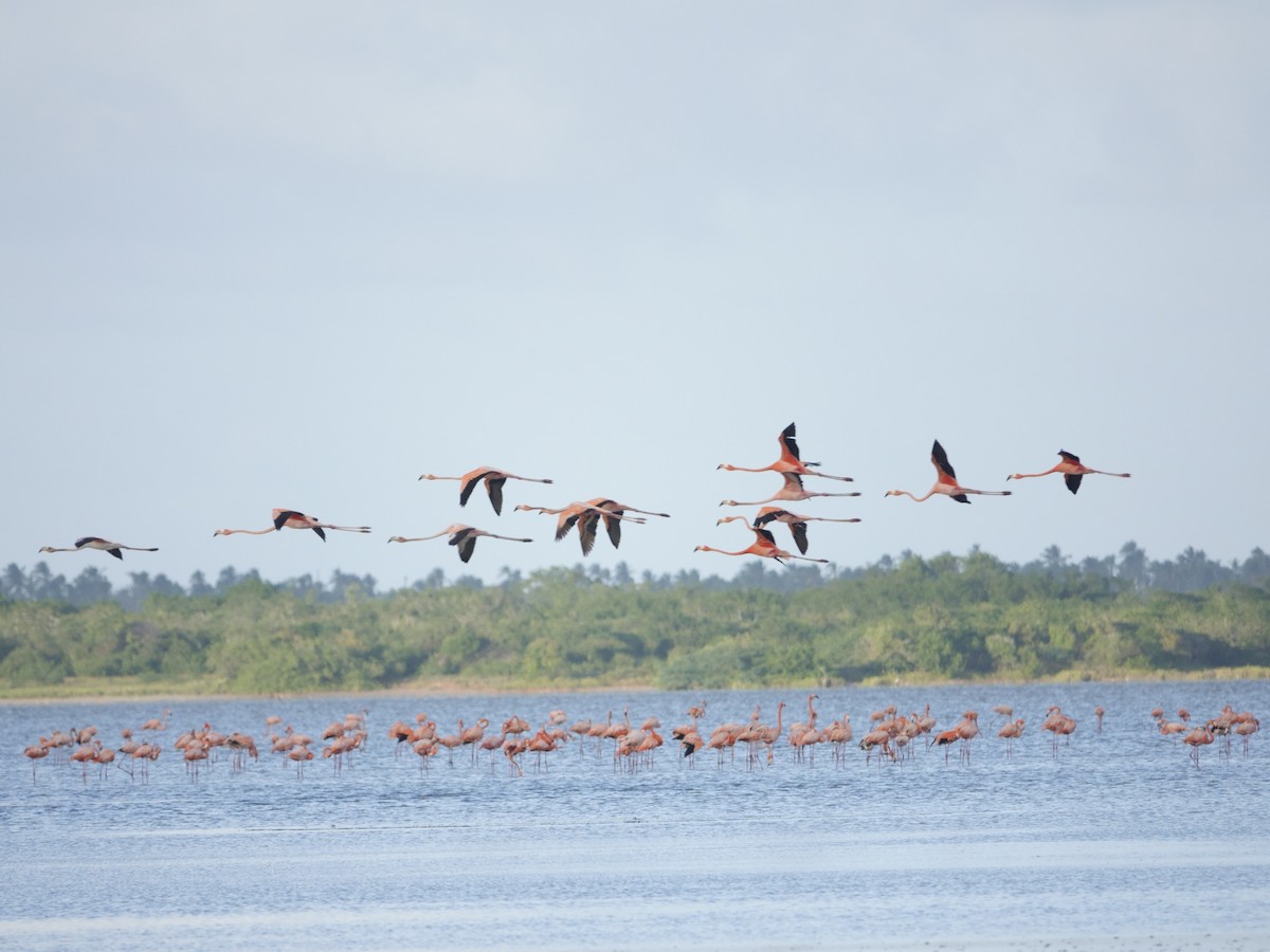 American Flamingo - ML646575254