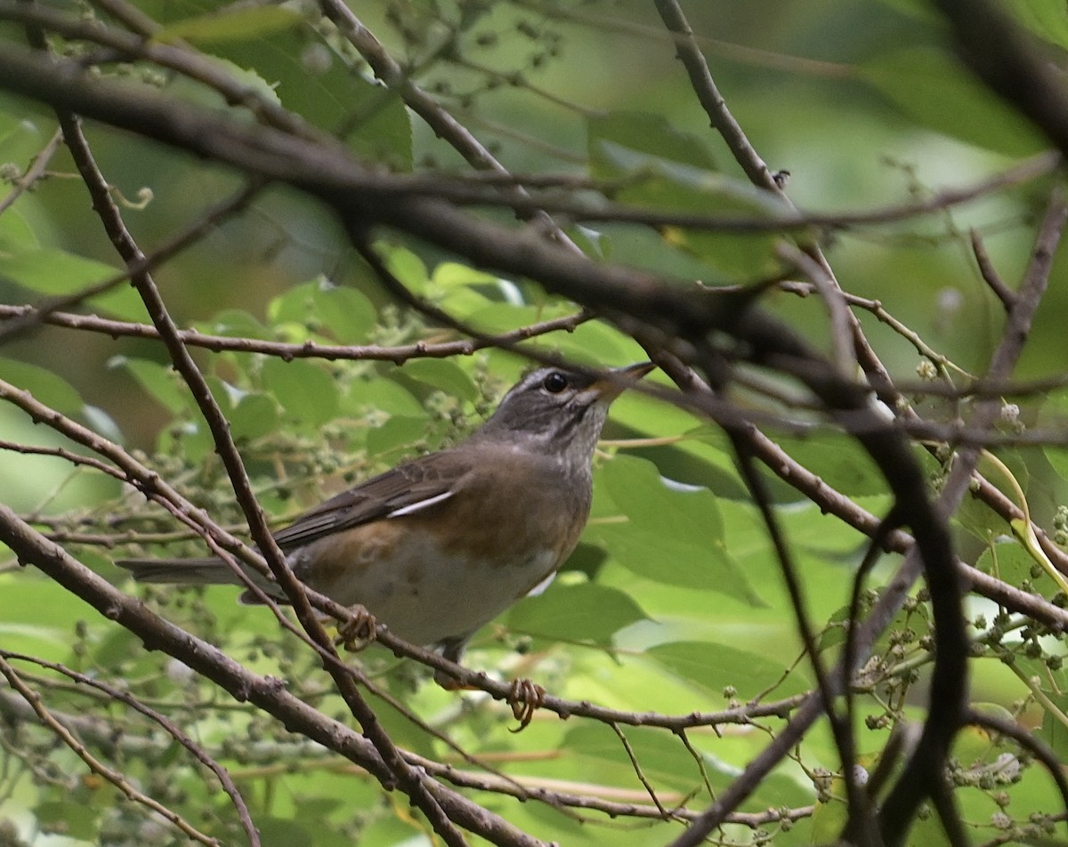 Eyebrowed Thrush - ML646575256