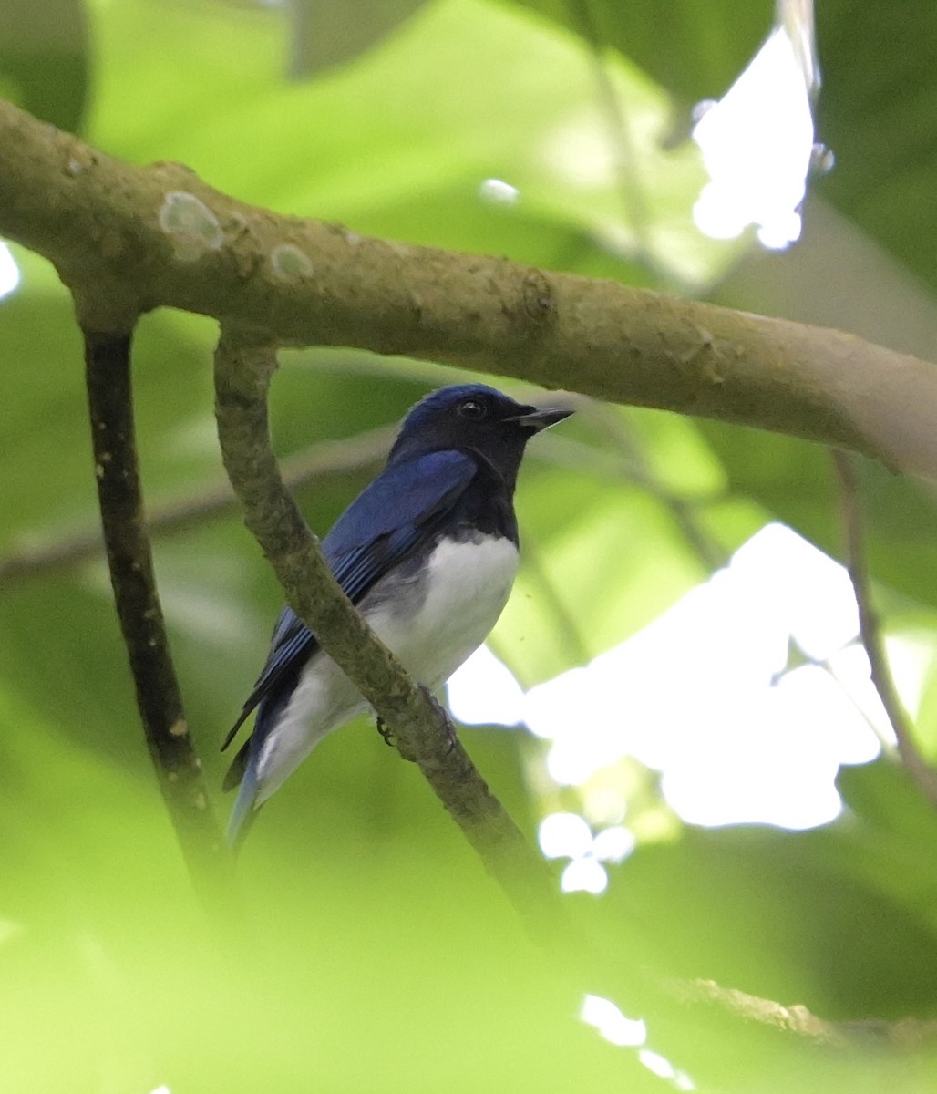 Blue-and-white Flycatcher - ML646575259