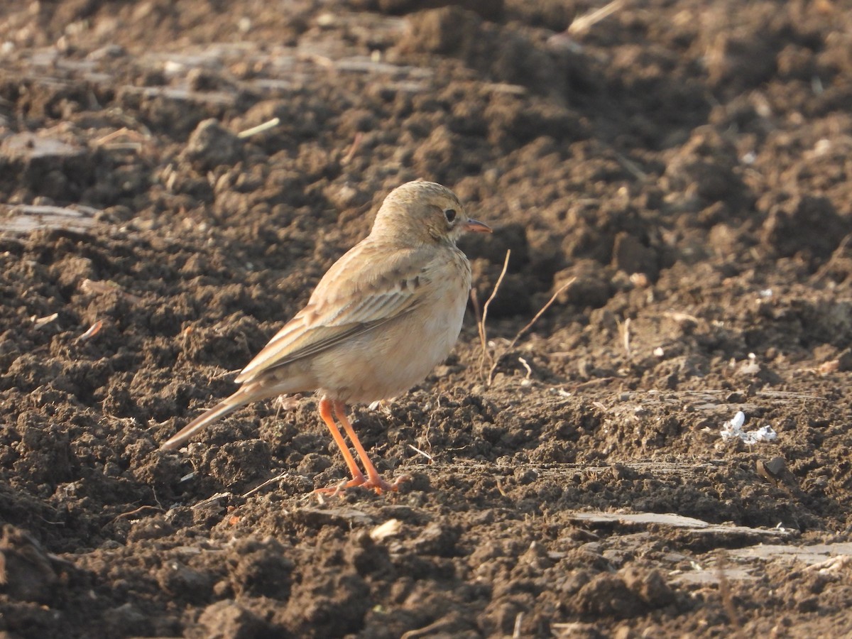 Paddyfield Pipit - ML646575265