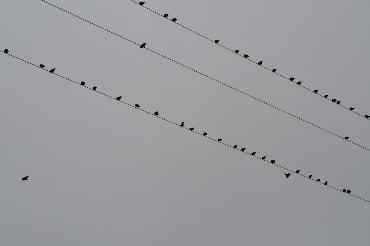 European/Spotless Starling - ML646575269