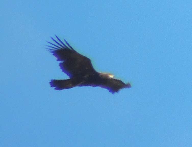 Tawny Eagle - ML646575273