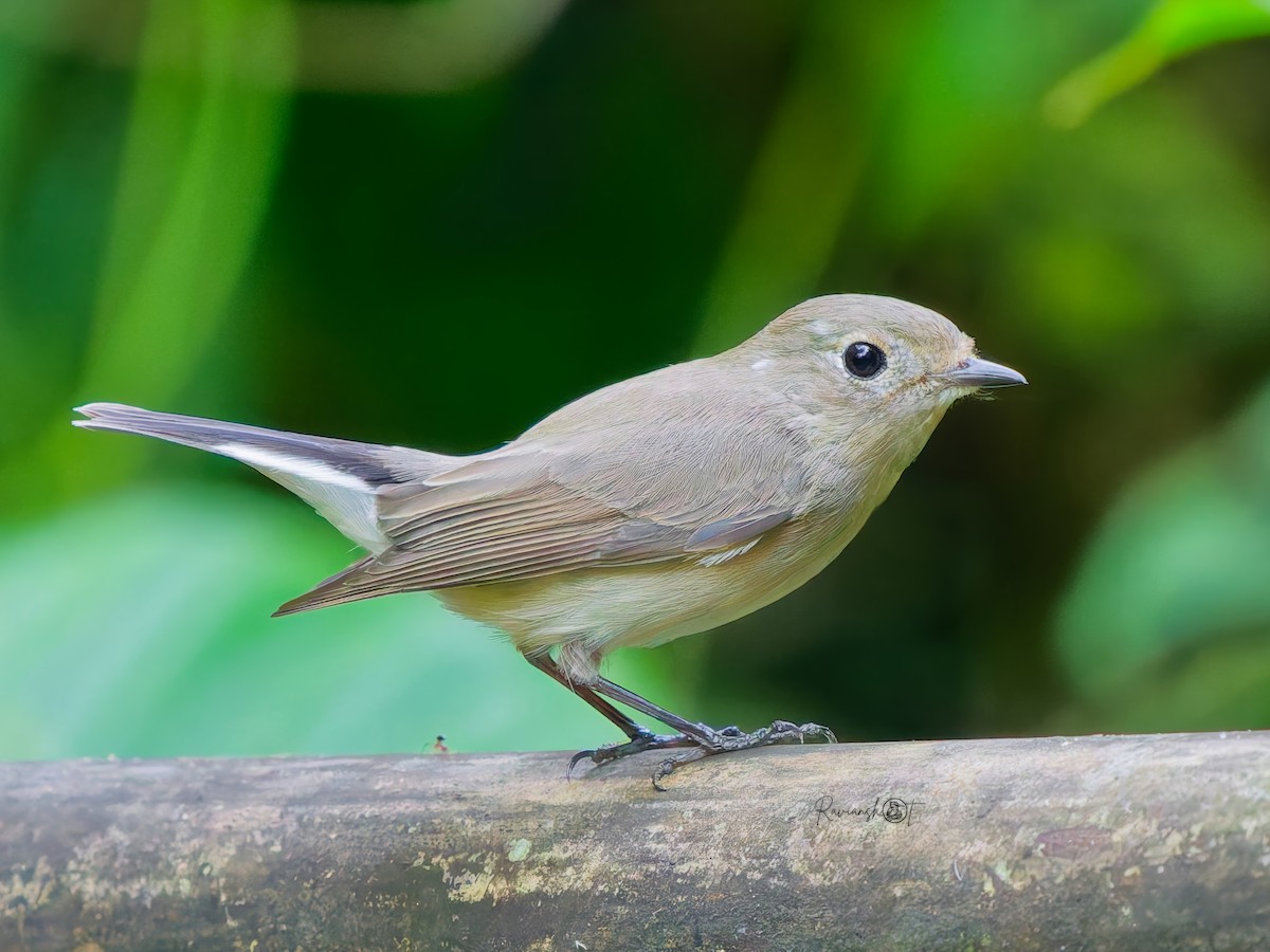 Taiga Flycatcher - ML646575274