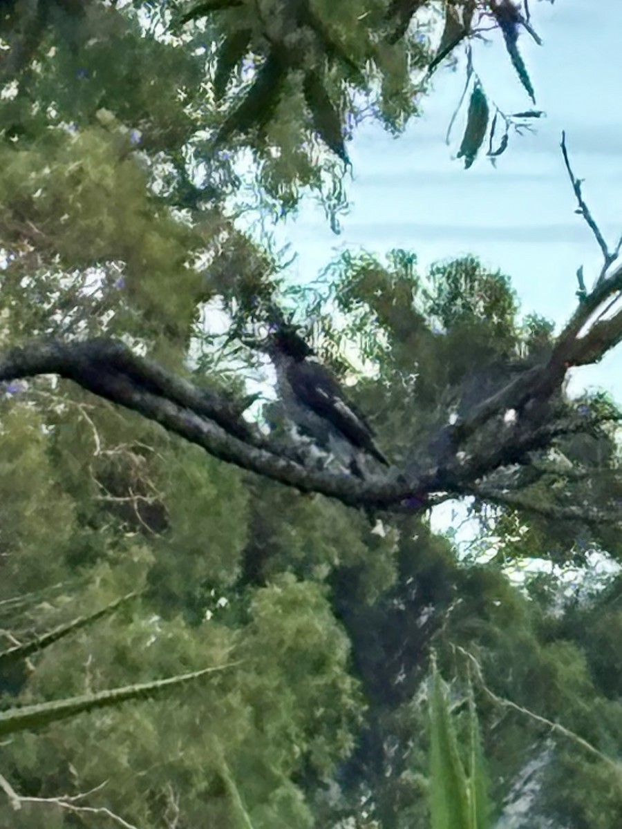 Серая флейтовая птица - ML646575275