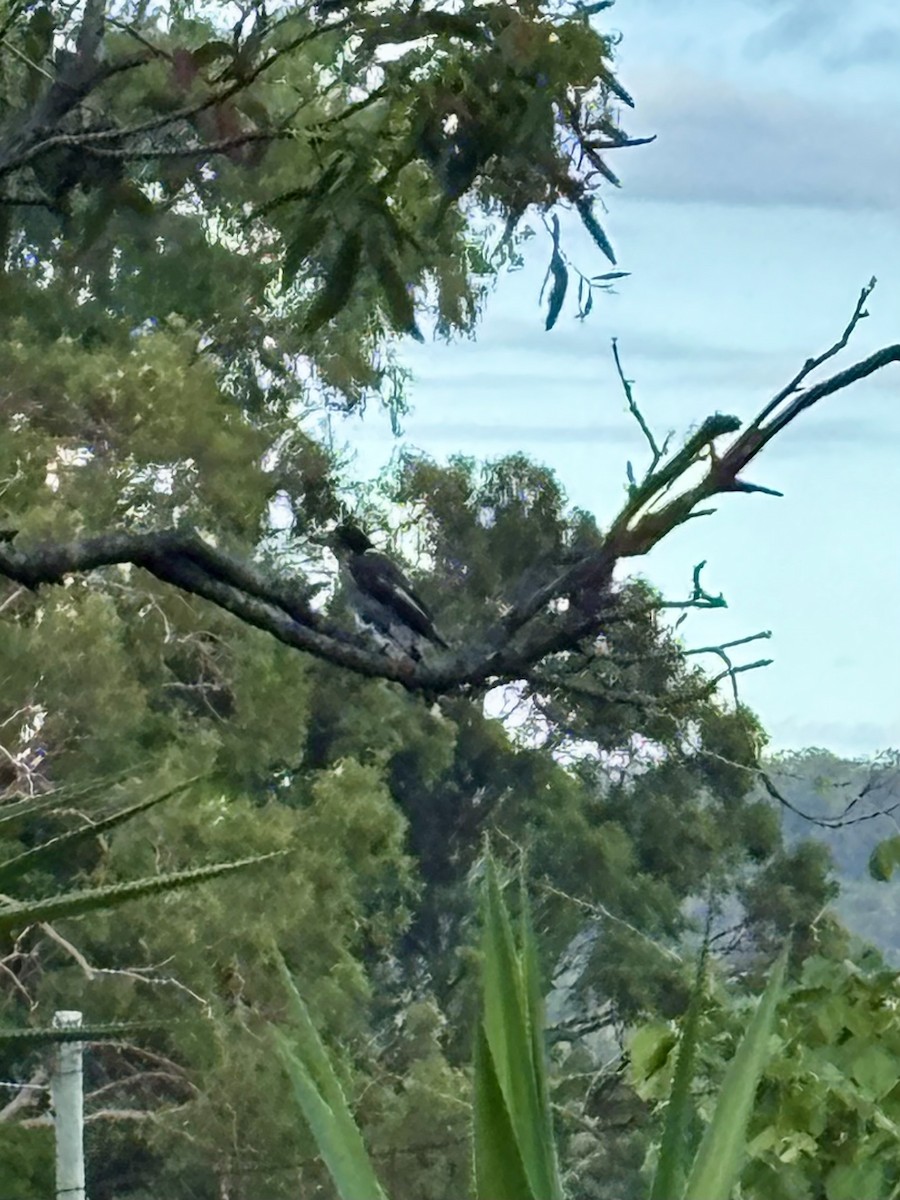 Серая флейтовая птица - ML646575276