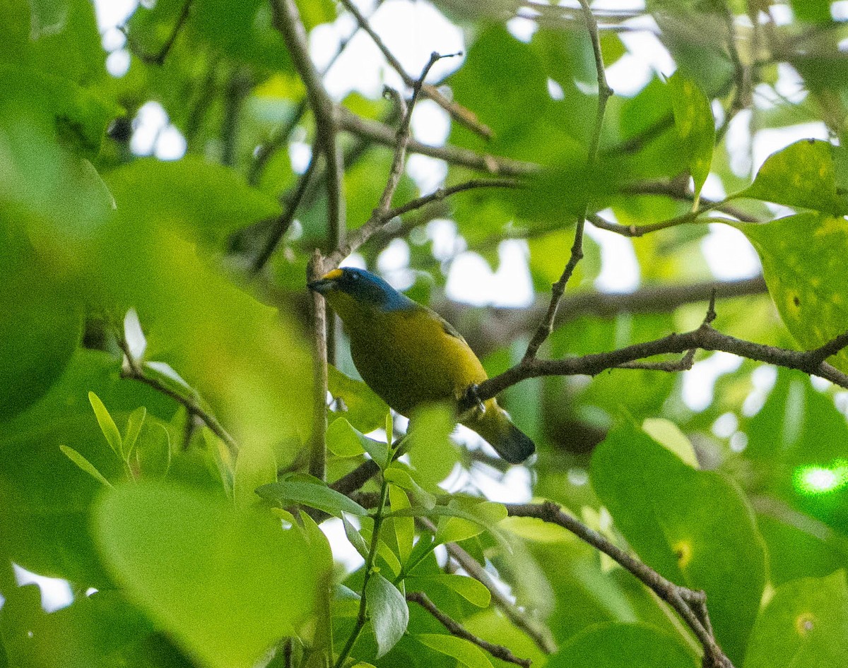 Lesser Antillean Euphonia - ML646575279