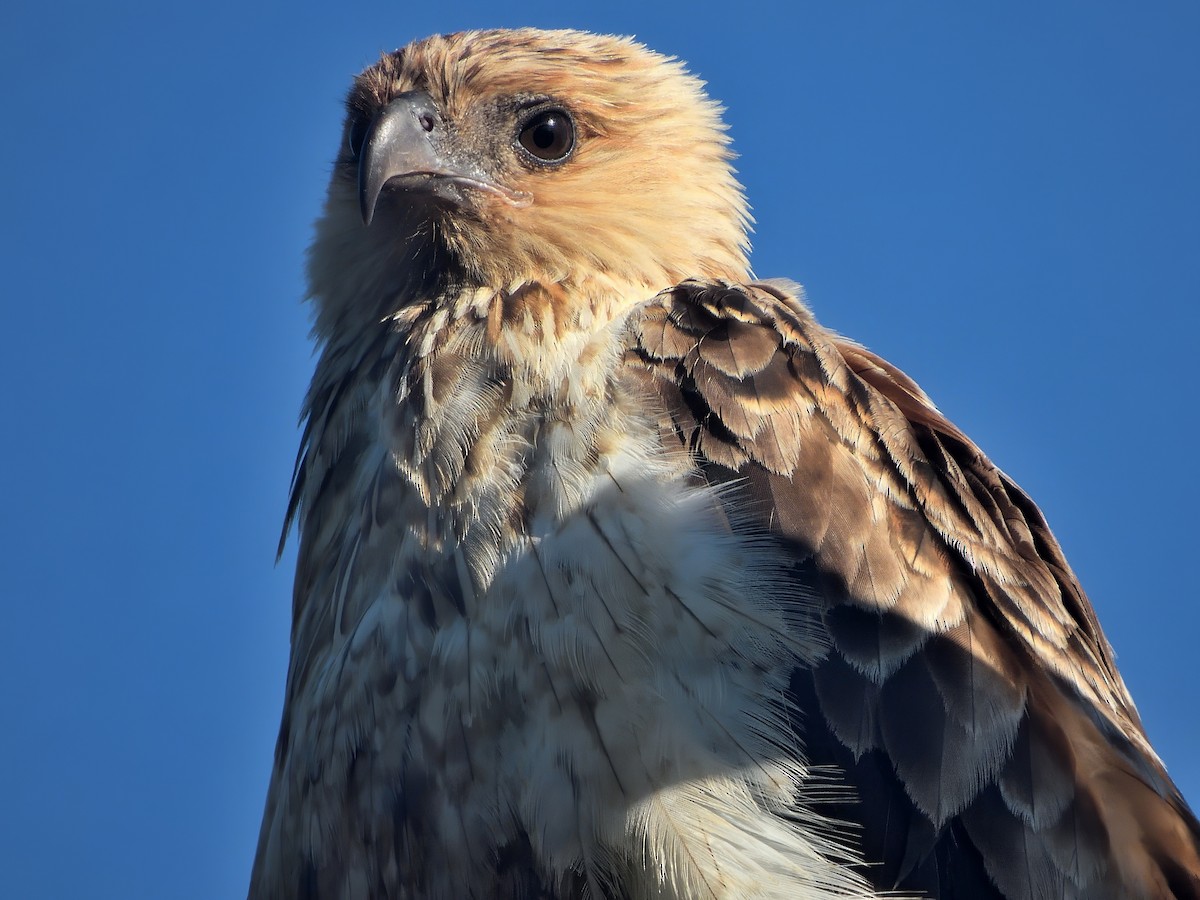 Whistling Kite - ML646575283