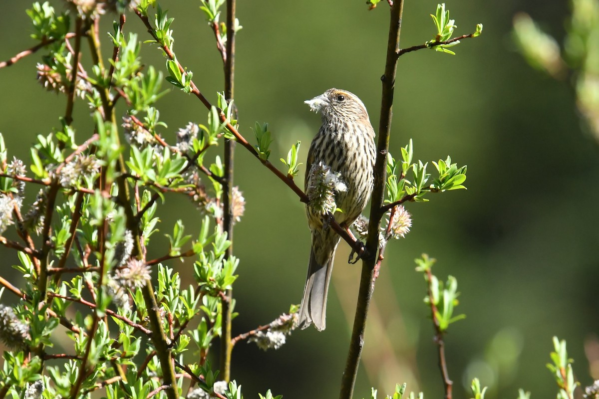 Chinese White-browed Rosefinch - ML646575285