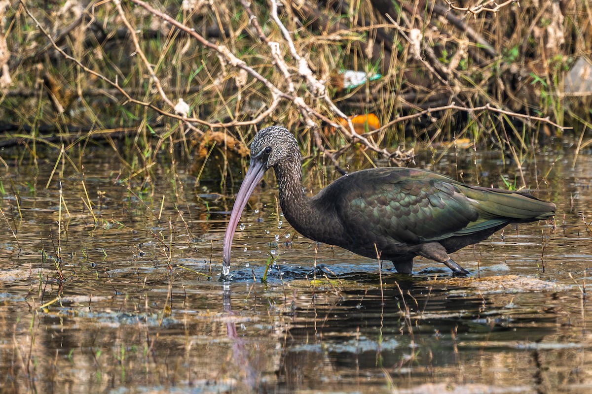 Glossy Ibis - ML646575286