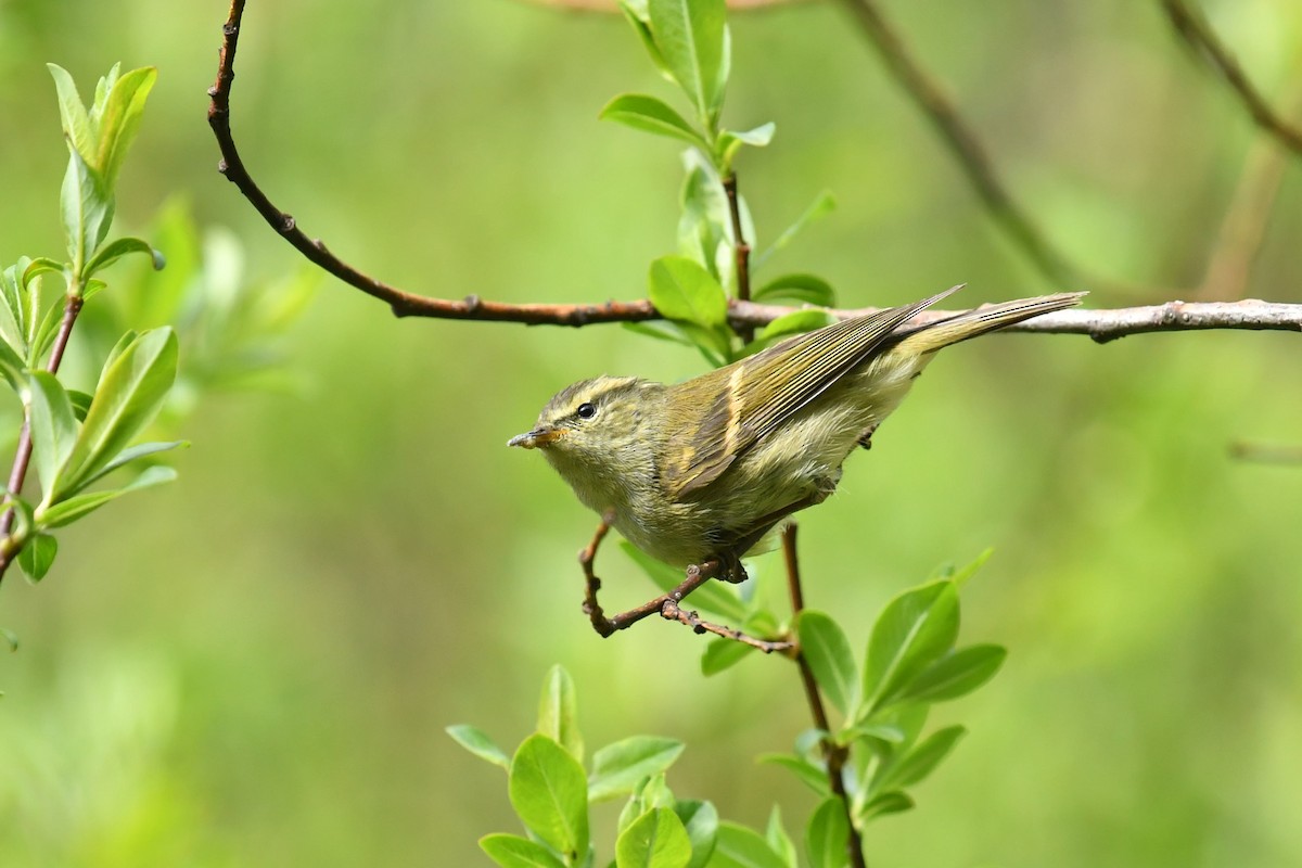 Buff-barred Warbler - ML646575287