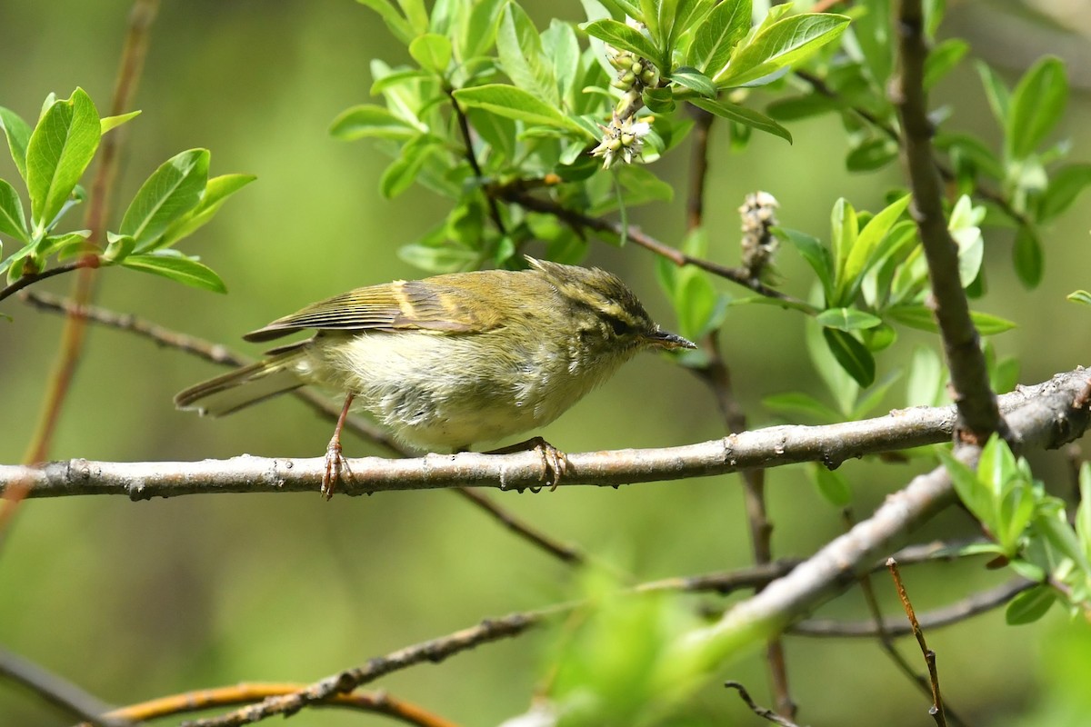 Buff-barred Warbler - ML646575288