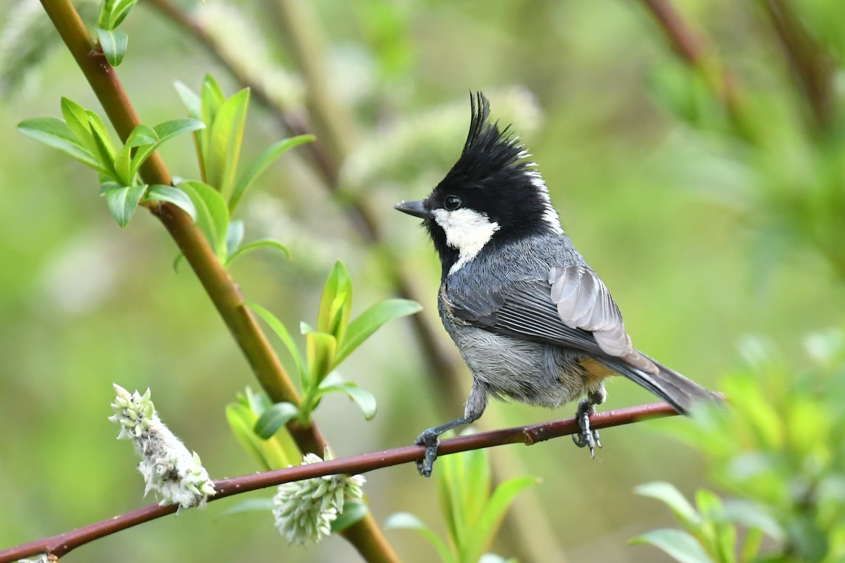 Rufous-vented Tit - ML646575290