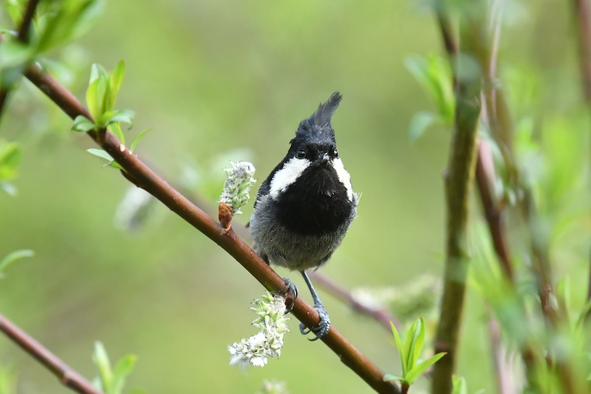 Rufous-vented Tit - ML646575291