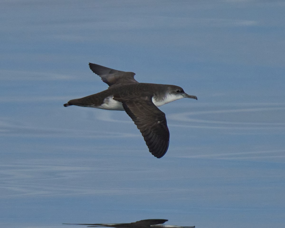 Yelkouan Shearwater - ML646575293