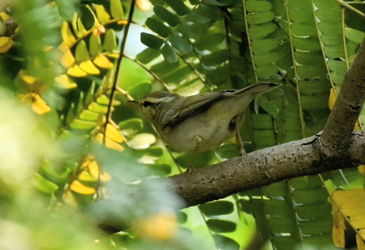 Western Crowned Warbler - ML646575295
