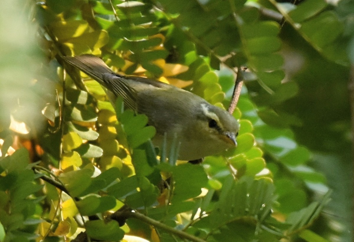 Western Crowned Warbler - ML646575297