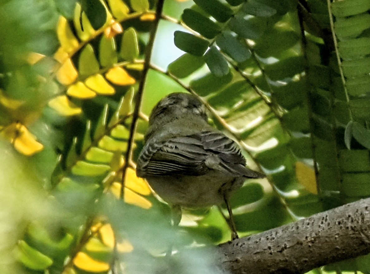 Western Crowned Warbler - ML646575298