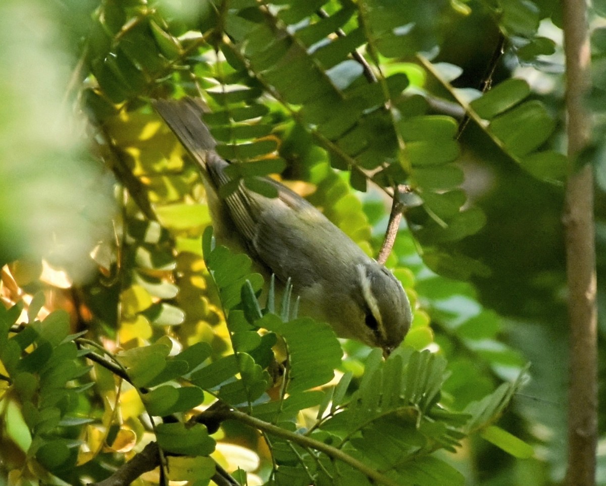 Western Crowned Warbler - ML646575299