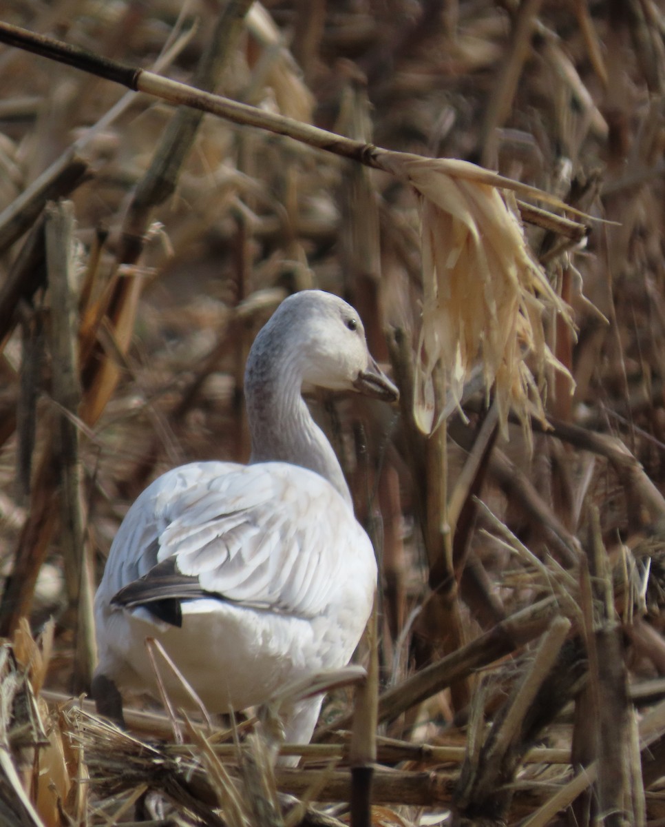 Snow Goose - ML646575300