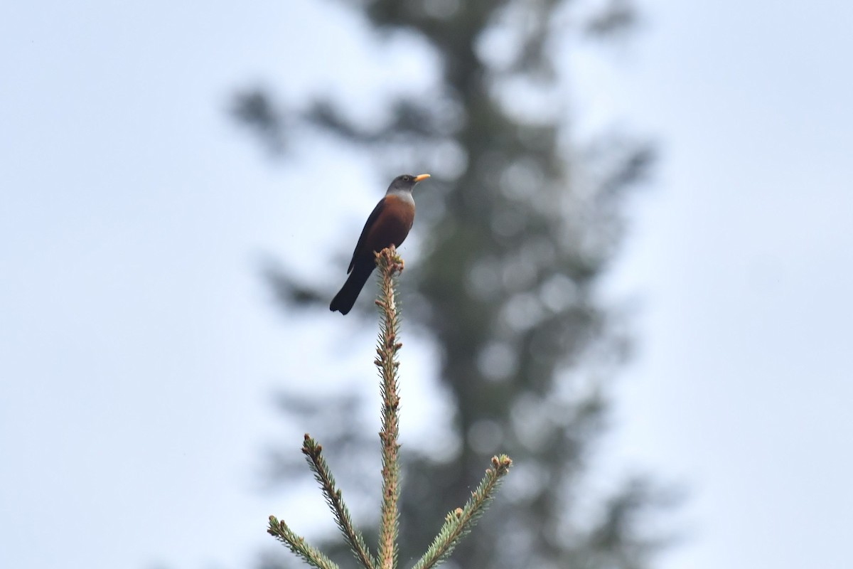 Chestnut Thrush - ML646575301