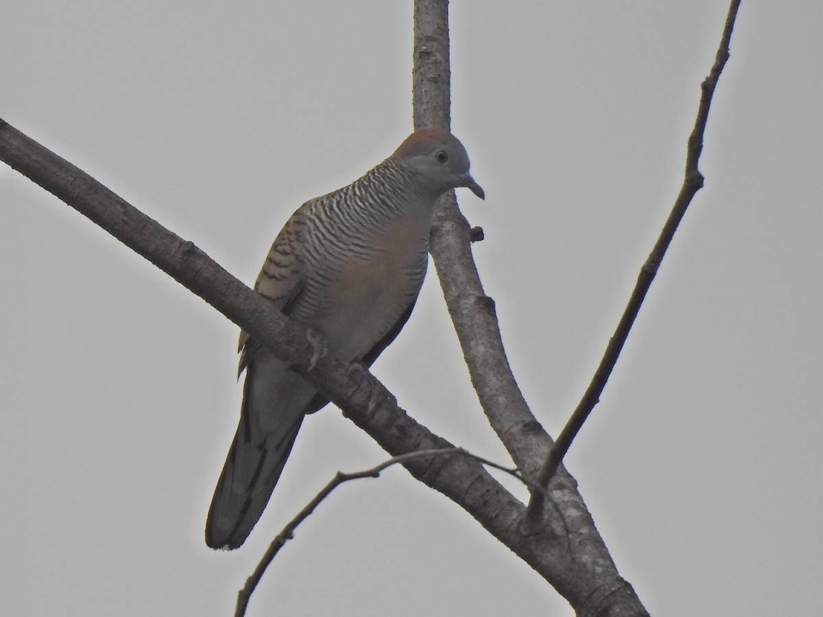 Zebra Dove - ML646575302