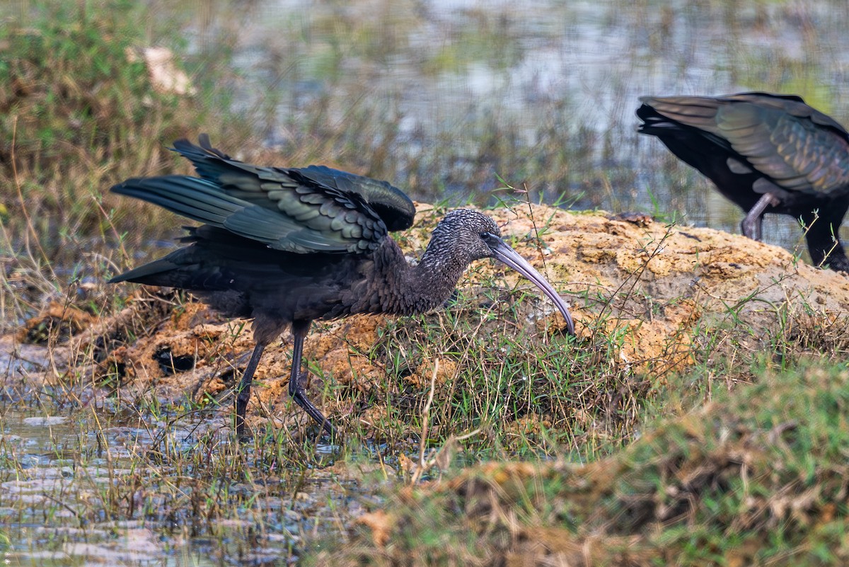 Glossy Ibis - ML646575303
