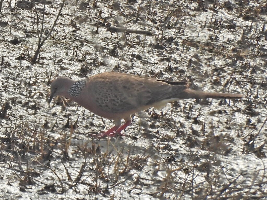 Spotted Dove - ML646575306