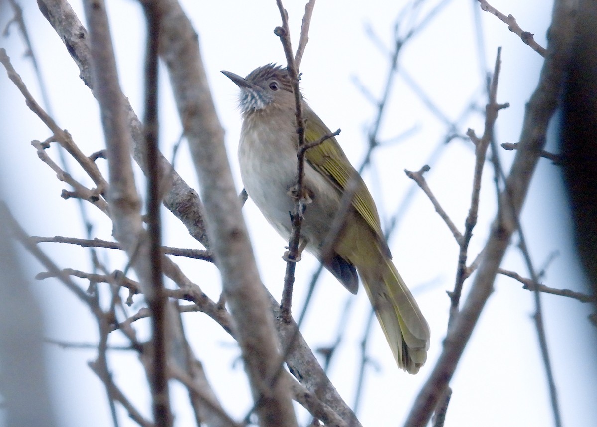 Mountain Bulbul - ML646575307